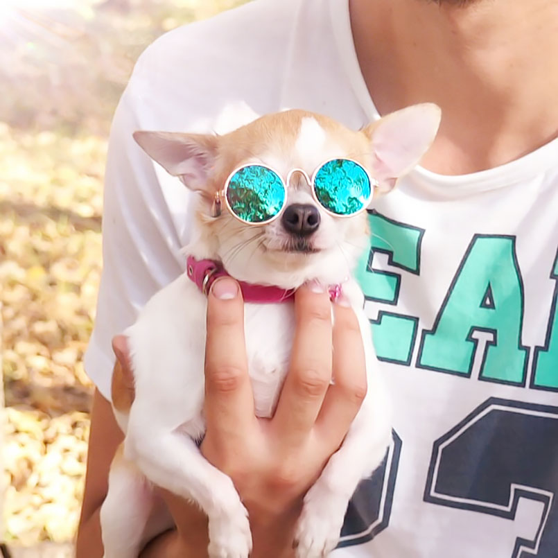 Ochelari de soare pentru câini și pisici