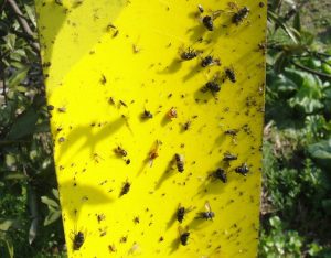 Hârtie galbenă anti-insecte pentru grădină