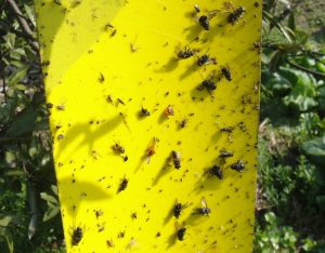 Hârtie galbenă anti-insecte pentru sere și grădini